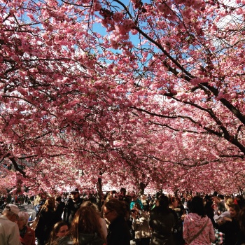 Have you seen the cherry blossoms?